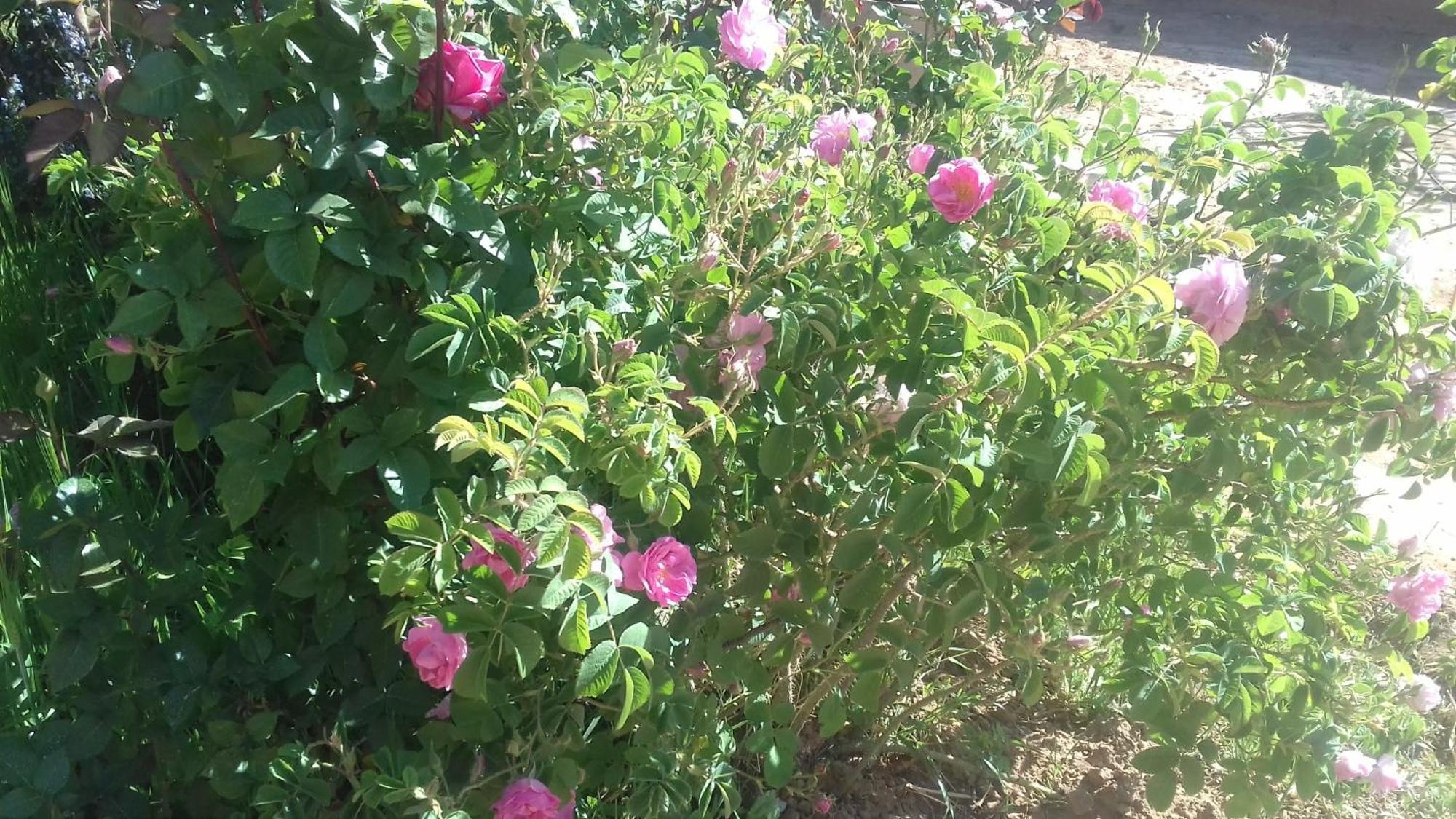 Ecolodge Miss Rose Chez La Famille Boumalne Dades Экстерьер фото